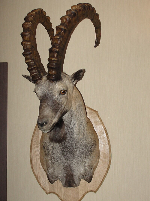 https://upload.wikimedia.org/wikipedia/commons/thumb/1/16/Ibex_head.JPG/800px-Ibex_head.JPG